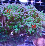 Hammer coral with numbers.jpg