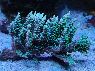 Green Dragon #1.jpg