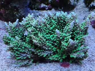 Green Dragon #2.jpg