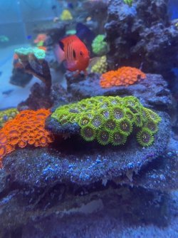 stratosphere zoa.jpg