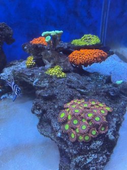 candy apple zoa.mixed zoas.jpg
