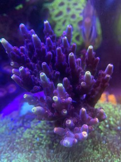 IMG_5174.jpeg
