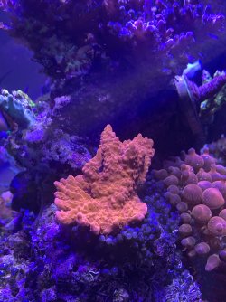 IMG_4231.jpeg
