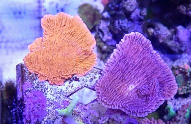 20250918_205808~2.jpg 20250918_205808~2.jpg