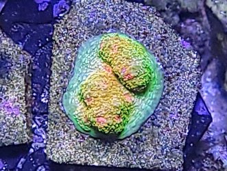 20250918_205711~2.jpg 20250918_205711~2.jpg