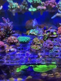 IMG_7593.jpeg