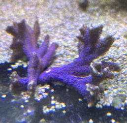 IMG_7641.jpeg