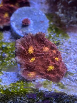 IMG_2006.jpeg