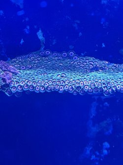IMG_1895.jpeg
