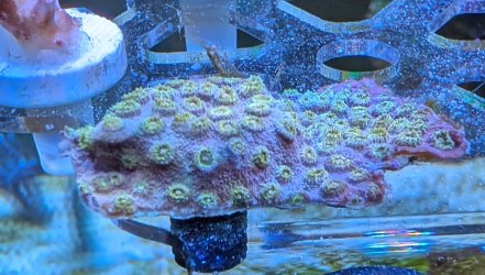 Yellow gold cyphastrea 1.jpg
