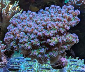 Rainbow pocillopora acuta 2.jpg