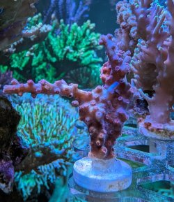 Pink branching cyphastria 3.jpg