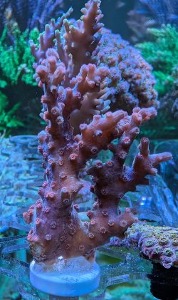 Pink branching cyphastria 1.jpg