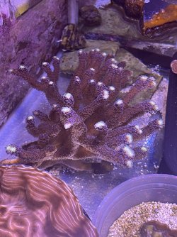IMG_2625.jpeg