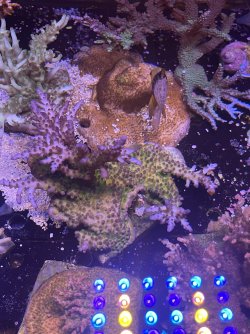 IMG_2622.jpeg