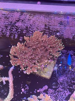 IMG_2619.jpeg