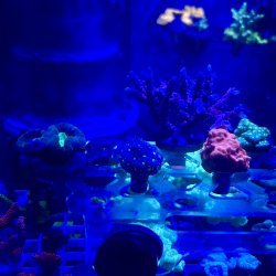 IMG_9098.jpeg