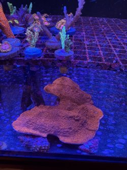 IMG_0586.jpeg